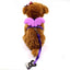 Little Angel Wings Pet Leash
