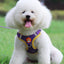 Ultimate Comfort And Safety Pet Harness Set