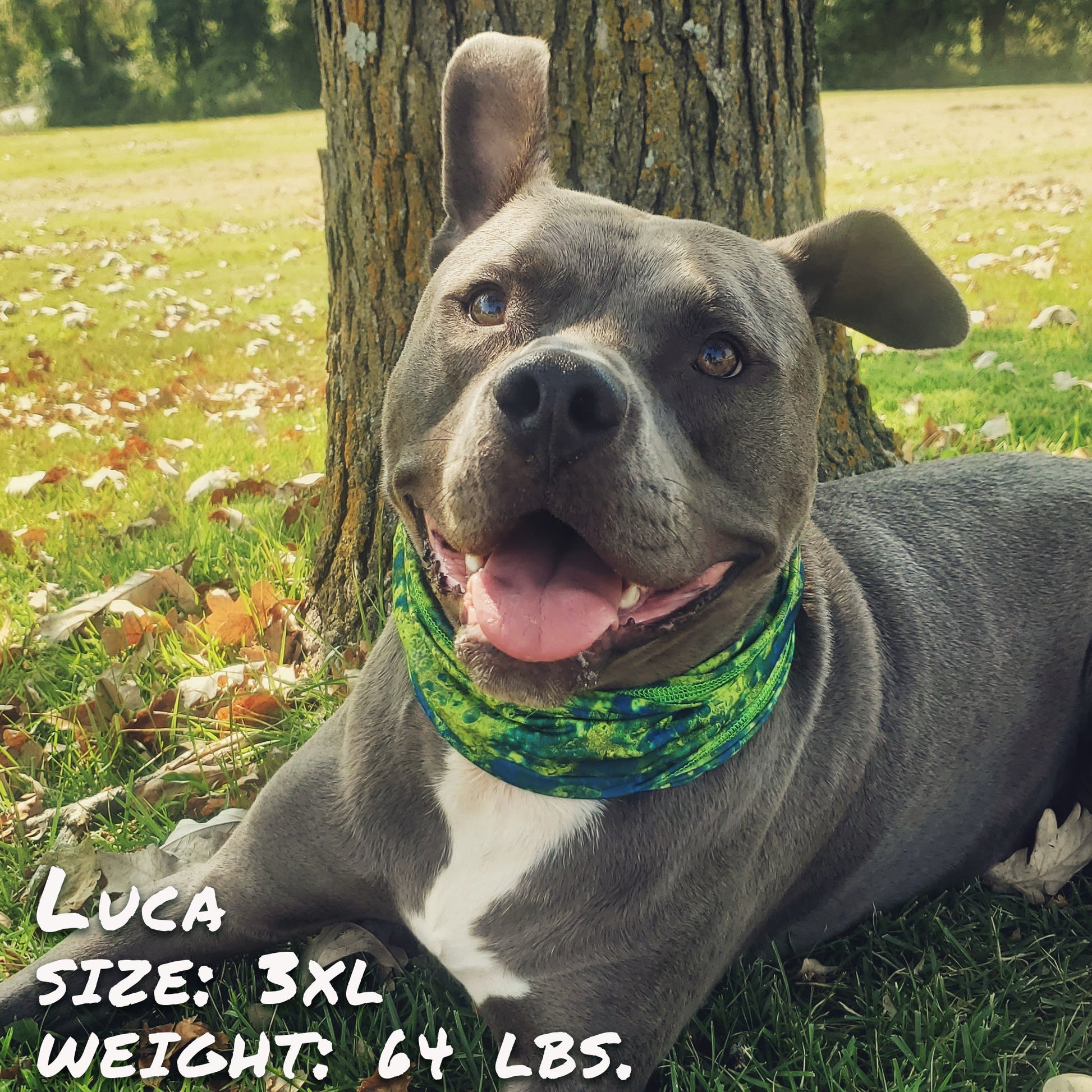 Salty Dog Pup Scruff-0